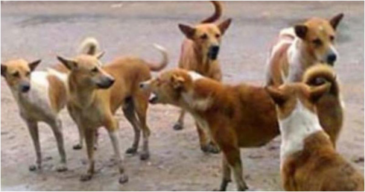 Dogs