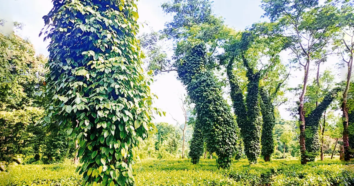 শ্রীমঙ্গলে-সম্ভাবনাময়-গুলমরিচের-চাষ