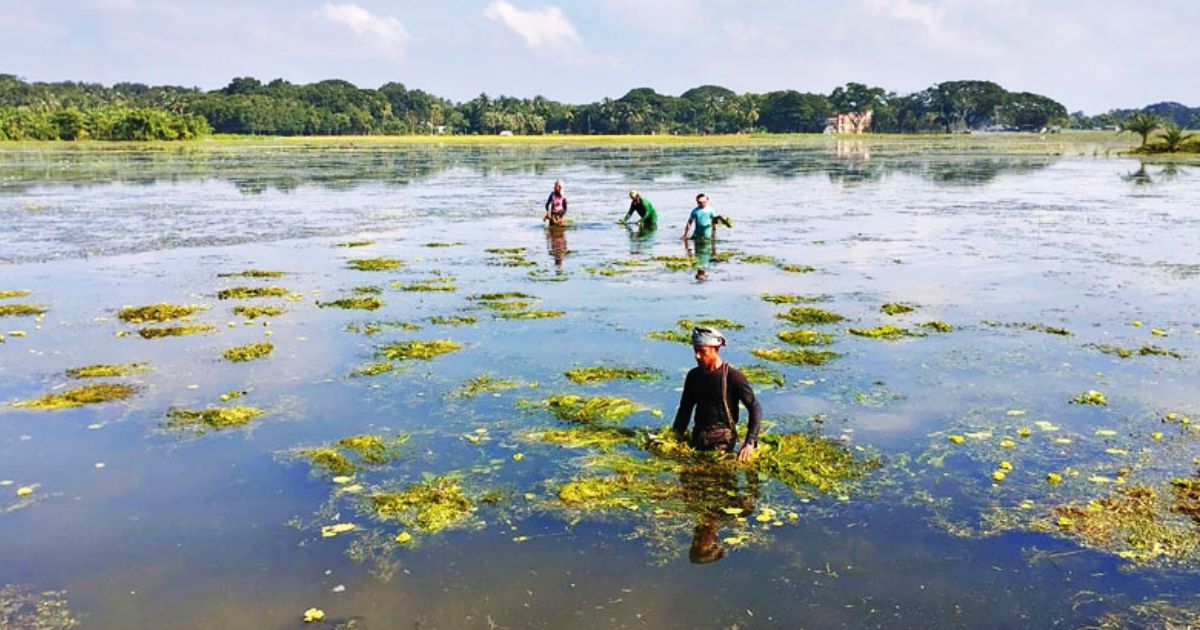 কেশবপুরে-মাছের-খাদ্য-হিসেবে-শ্যাওলার-গুরুত্ব-দিন-দিন-বাড়ছে