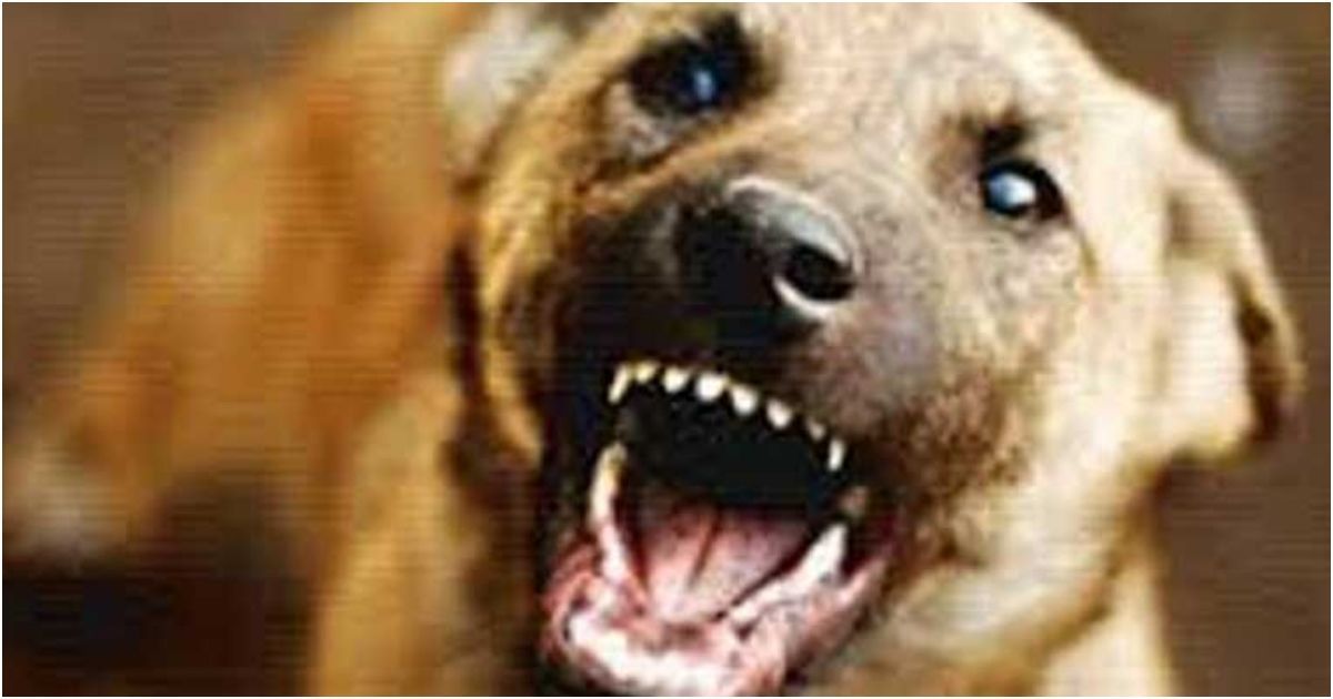 In-Madhabpur-the-locals-were-injured-in-the-bite-of-the-mad-dog