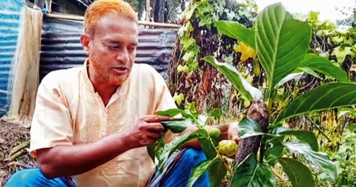 Rafiq-created-a-surprise-by-cultivating-nani-fruit-in-Trishal
