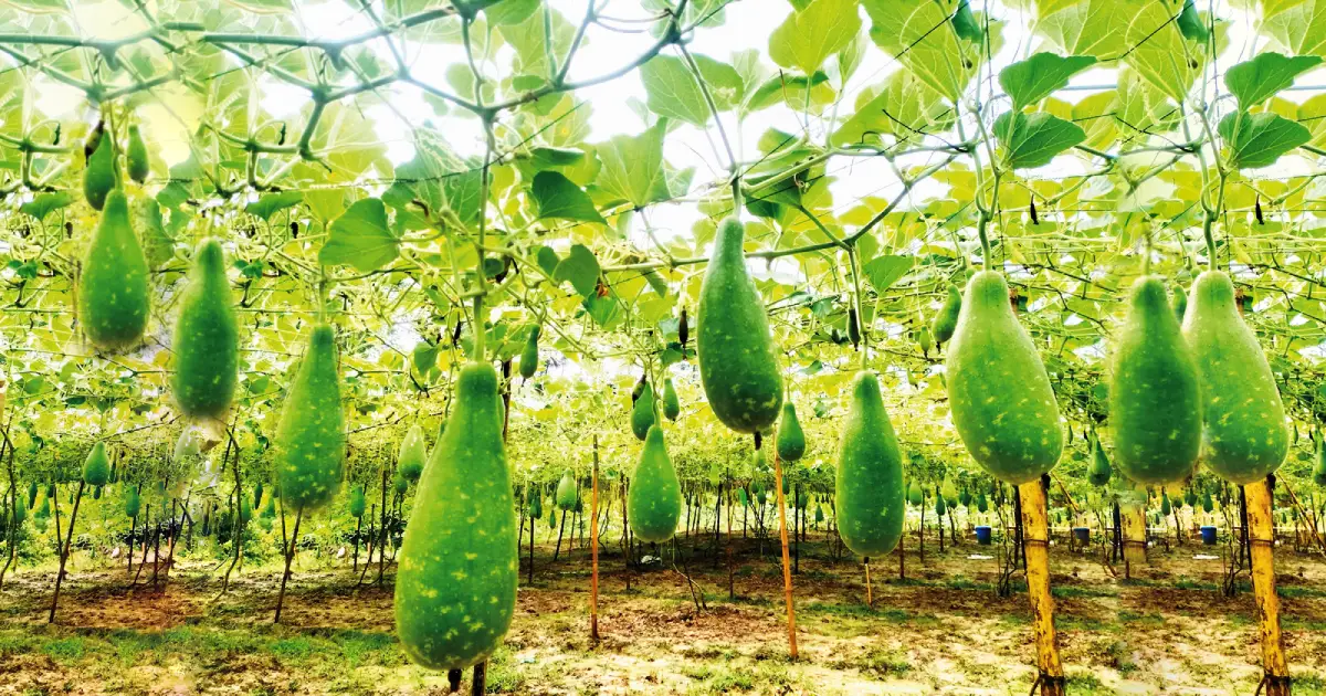 Srimangale-Hybrid-Lau-Diana-cultivation-smiles-on-the-farmers-face