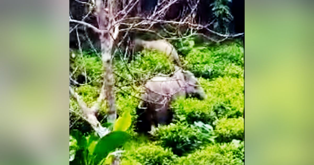 Kaptai-Waggachhara-Tea-Garden