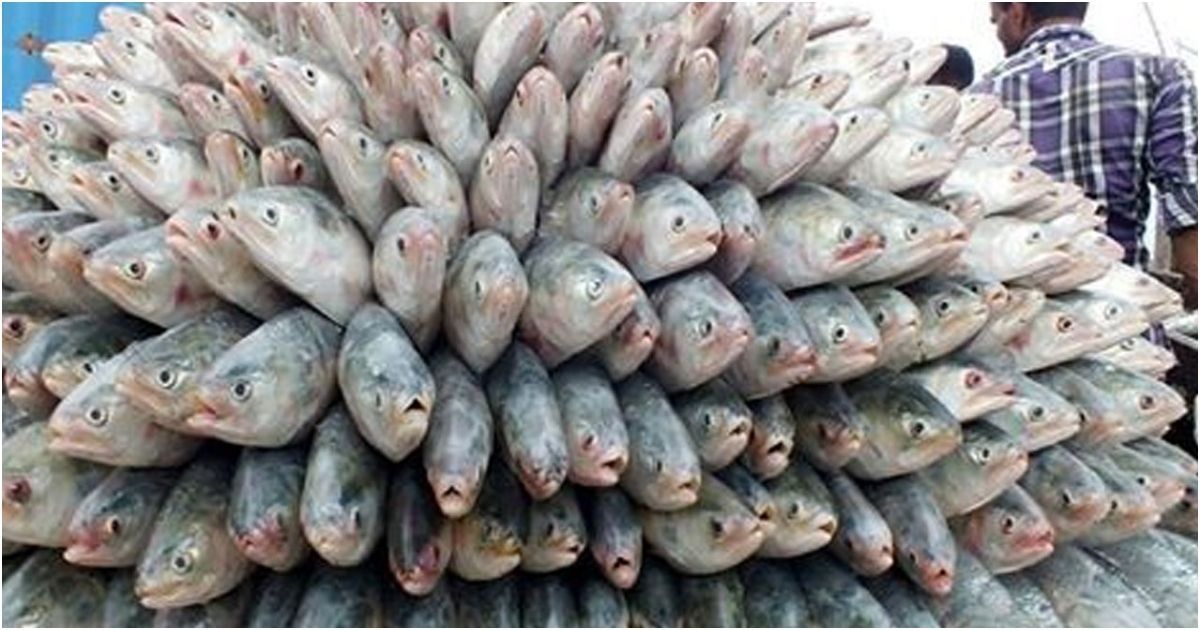 How-many-tons-went-to-the-first-shipment-to-export-hilsa-to-India