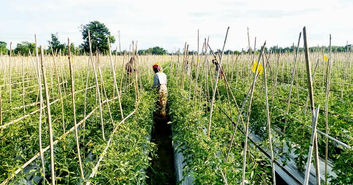 Abdul-Mannan-a-successful-farmer-in-cultivating-tomatoes-in-Malching-method-in-Kamlganj