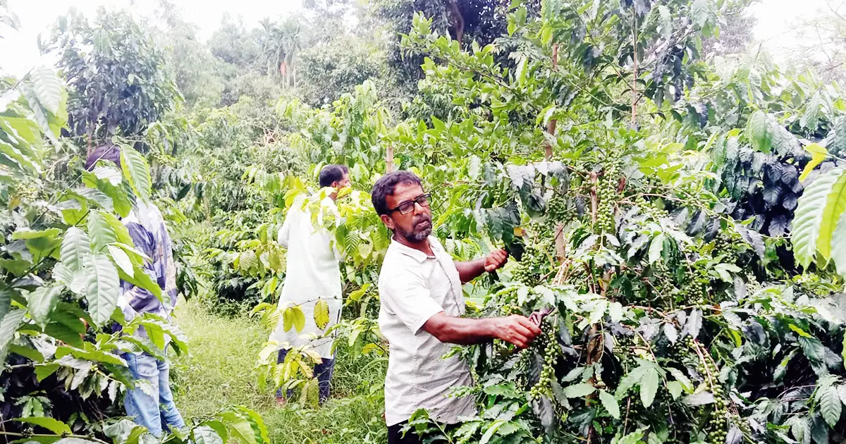 Madhupur-is-cultivated-on-the-same-land-together-with-various-crops