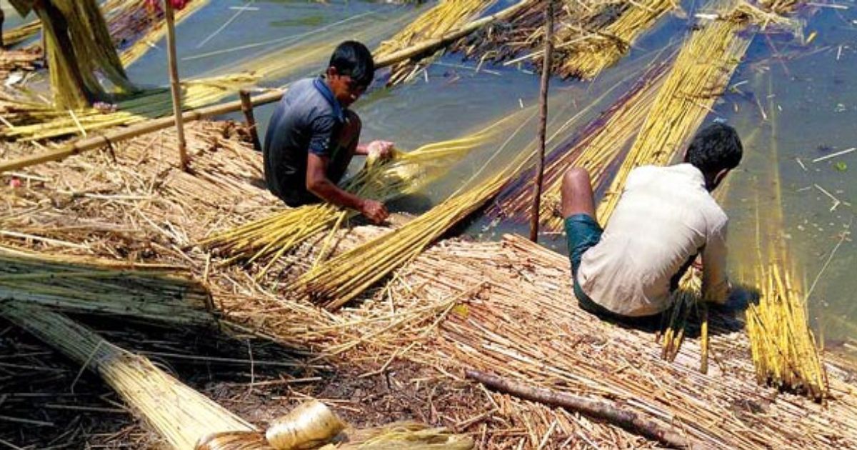 Jute-farmers-feared-the-loss-of-Meherpur