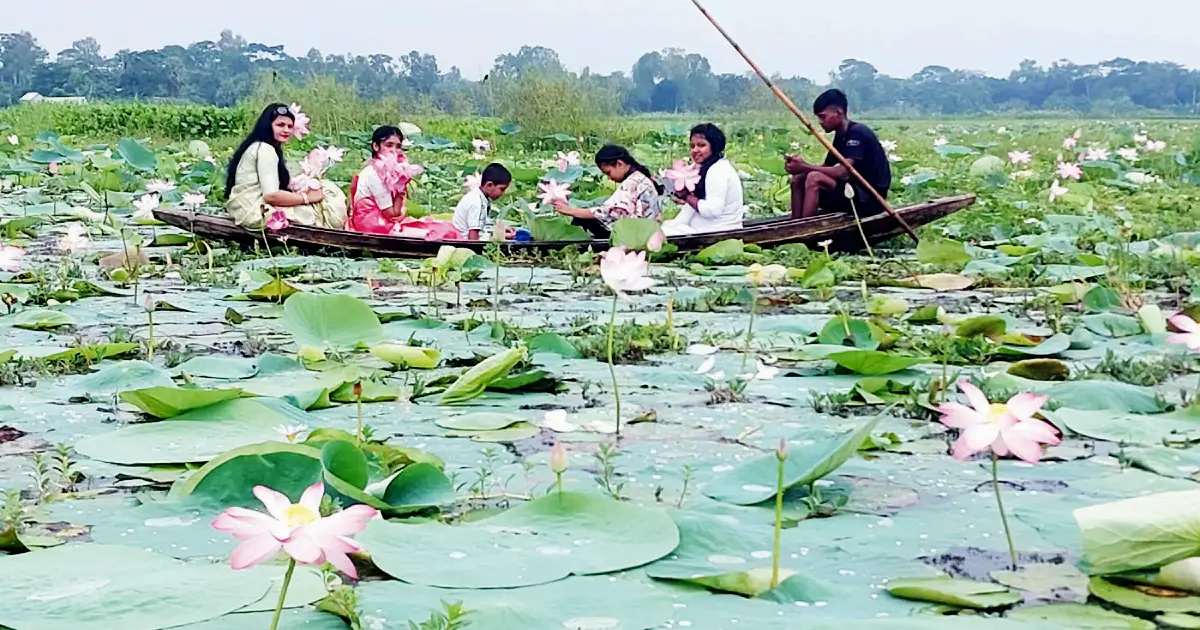 The-crowd-is-growing-every-day-to-see-the-sight-of-Padmabil-in-Kotalipara