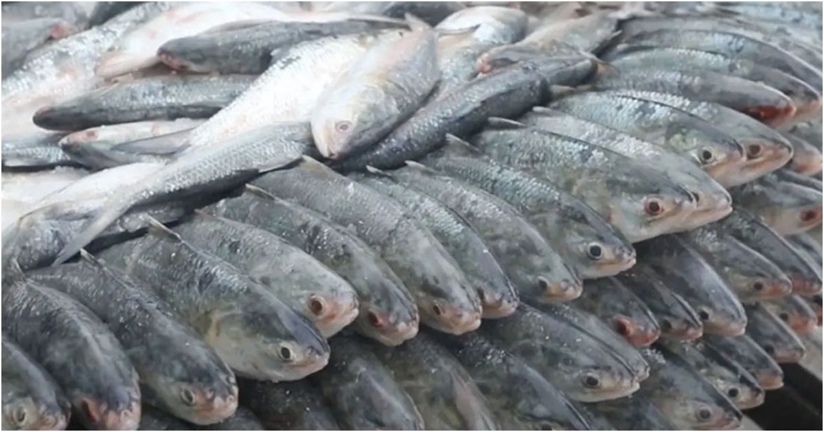ভারতে-বাংলাদেশের-ইলিশ-নিয়ে-কাড়াকাড়ি