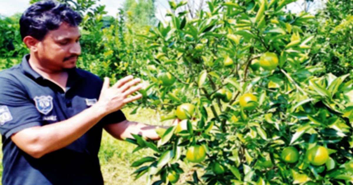 Success-in-Malta-Gardens-in-Rouzan-is-the-expatriate-Hamid