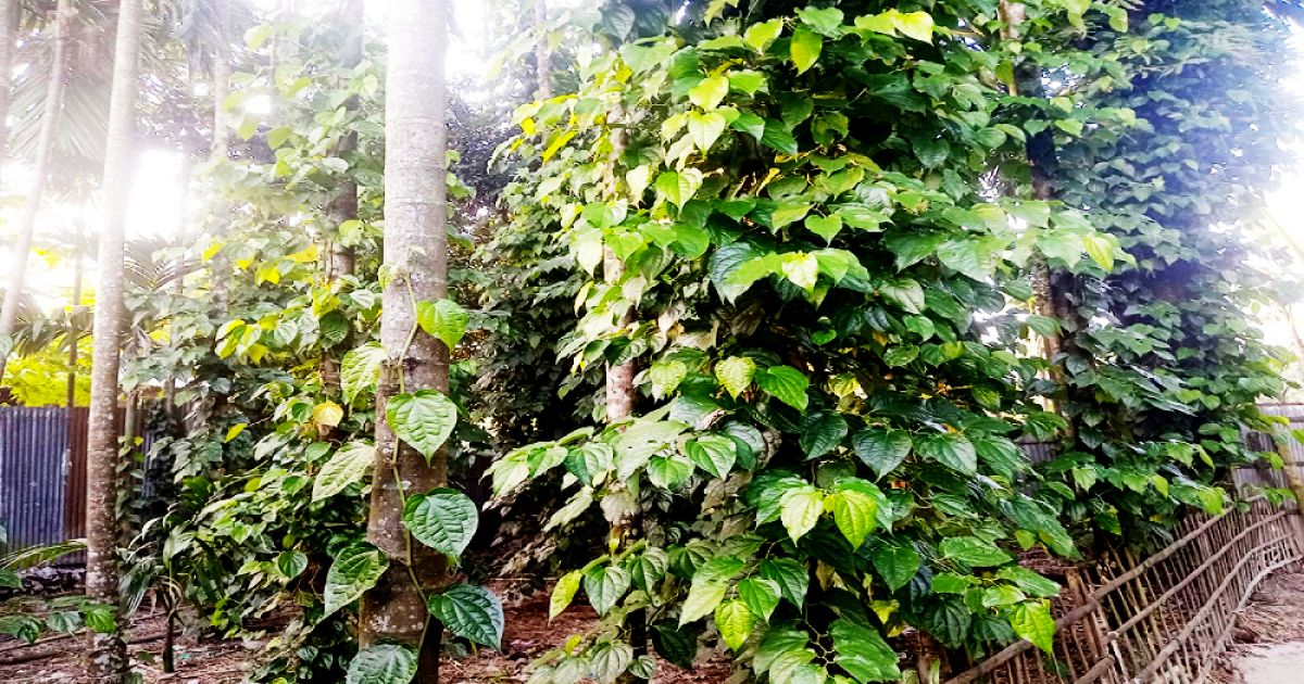 পঞ্চগড়ে চুইঝাল গাছ চাষ করে স্বাবলম্বী সামসুউদ্দীন