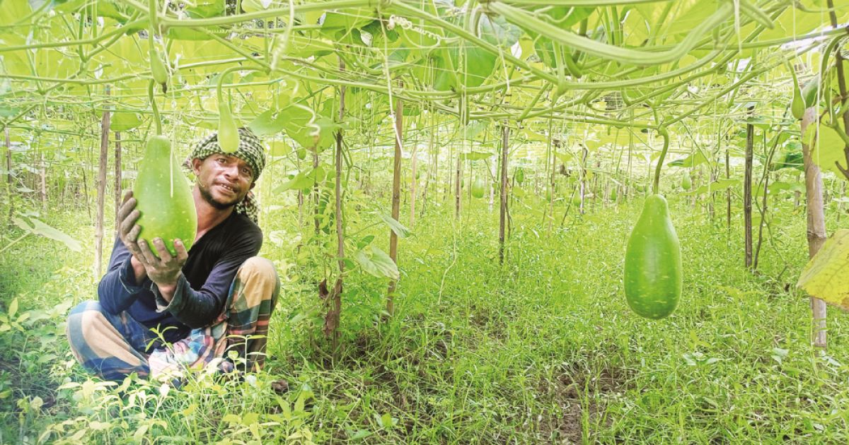 Three-farmers-of-two-villages-successful-in-Lau-cultivation-in-Comilla