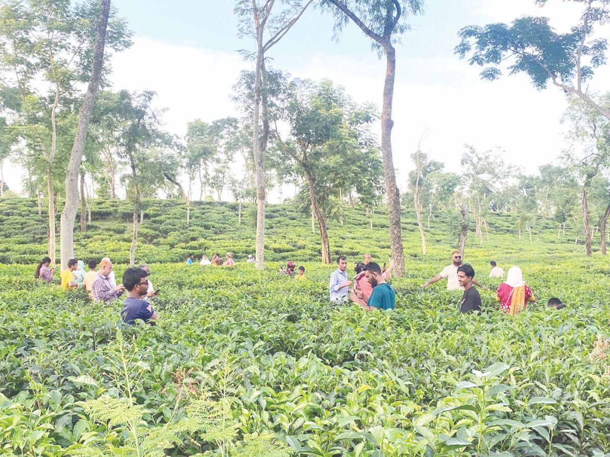 অপার-সম্ভাবনাময়-মৌলভীবাজার
পর্যটন-শিল্প-এখনো-অবহেলিত