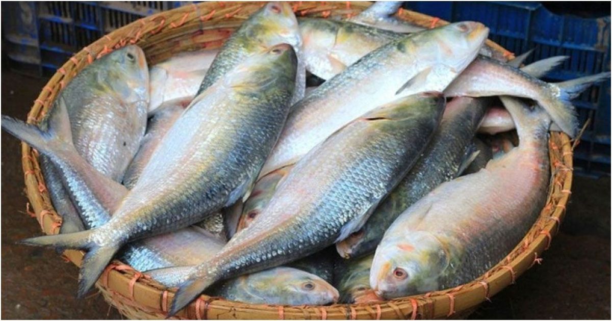 The-export-of-hilsa-again-to-India-is-allowed-in-12-days-to-5-tonnes