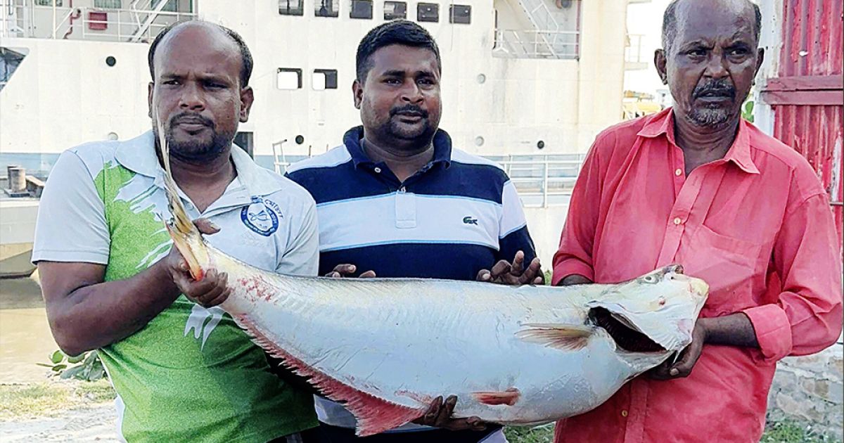 পদ্মার বিলুপ্ত এক ঢাঁই অর্ধলক্ষ টাকায় বিক্রি
