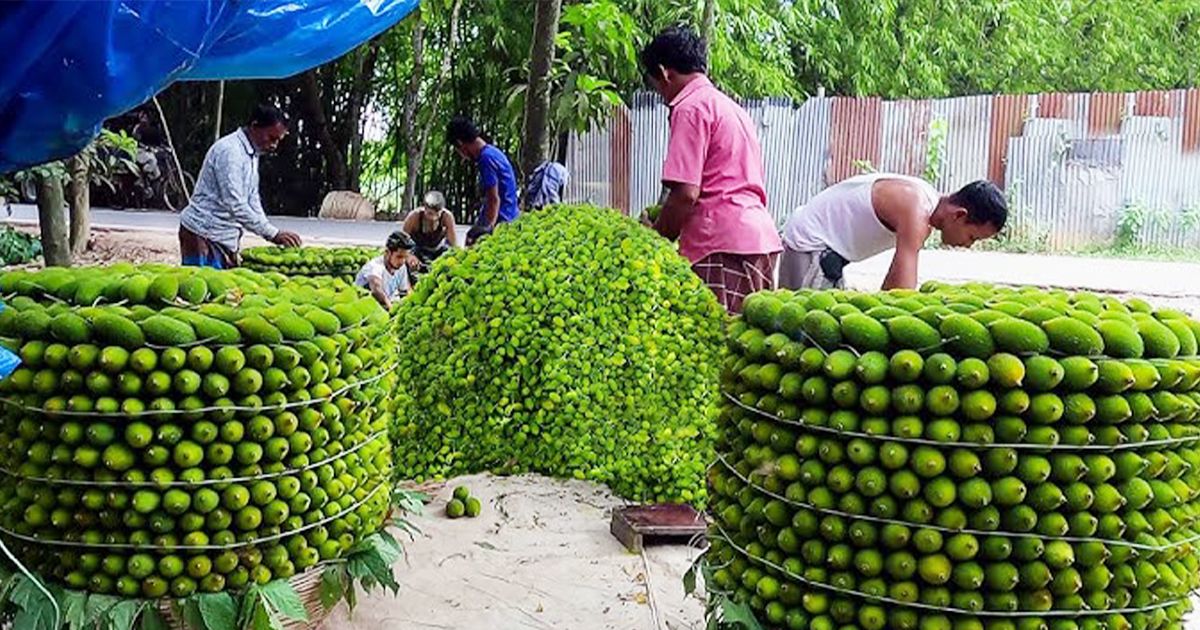 আন্তর্জাতিক-বাজারে-সাড়া-ফেলেছে-নরসিংদীর-কীটনাশকমুক্ত-কাকরোল