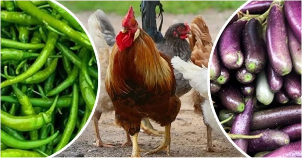 Pepper-purple-is-more-priced-than-chicken