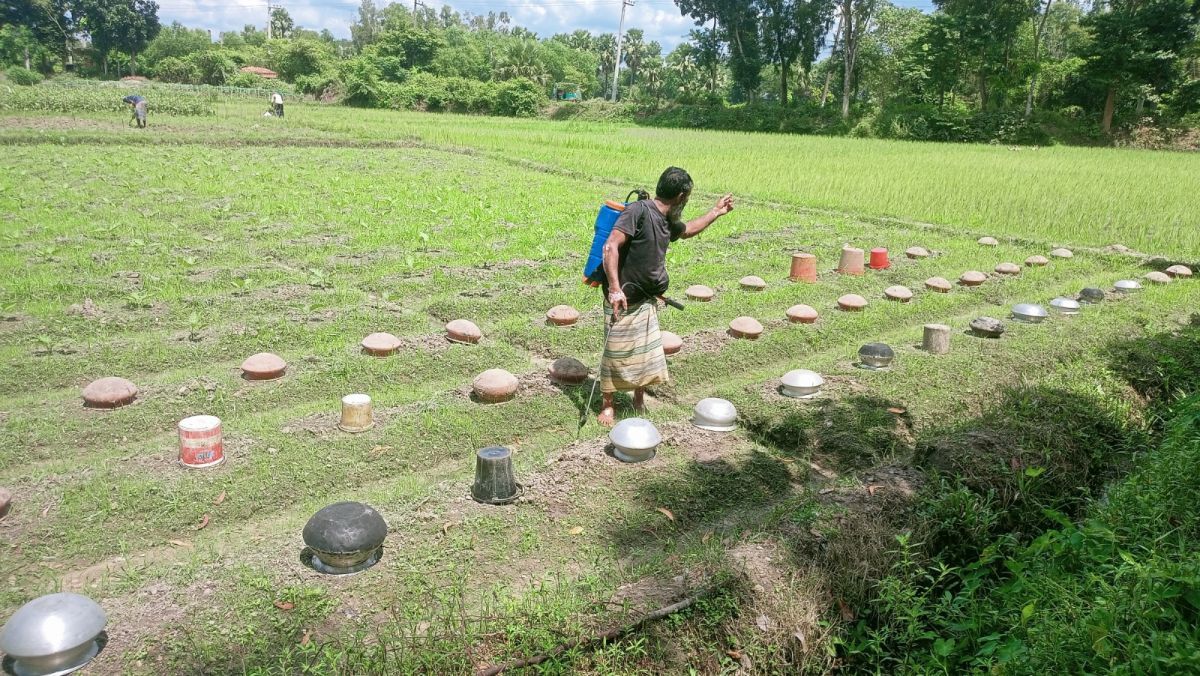 Comilla
Pile