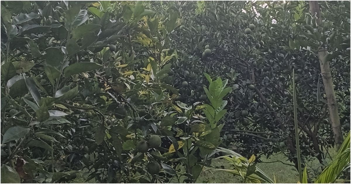 Successful-Sadekul-cultivating-indigenous-Malta-in-Panchagarh-Boda-upazila