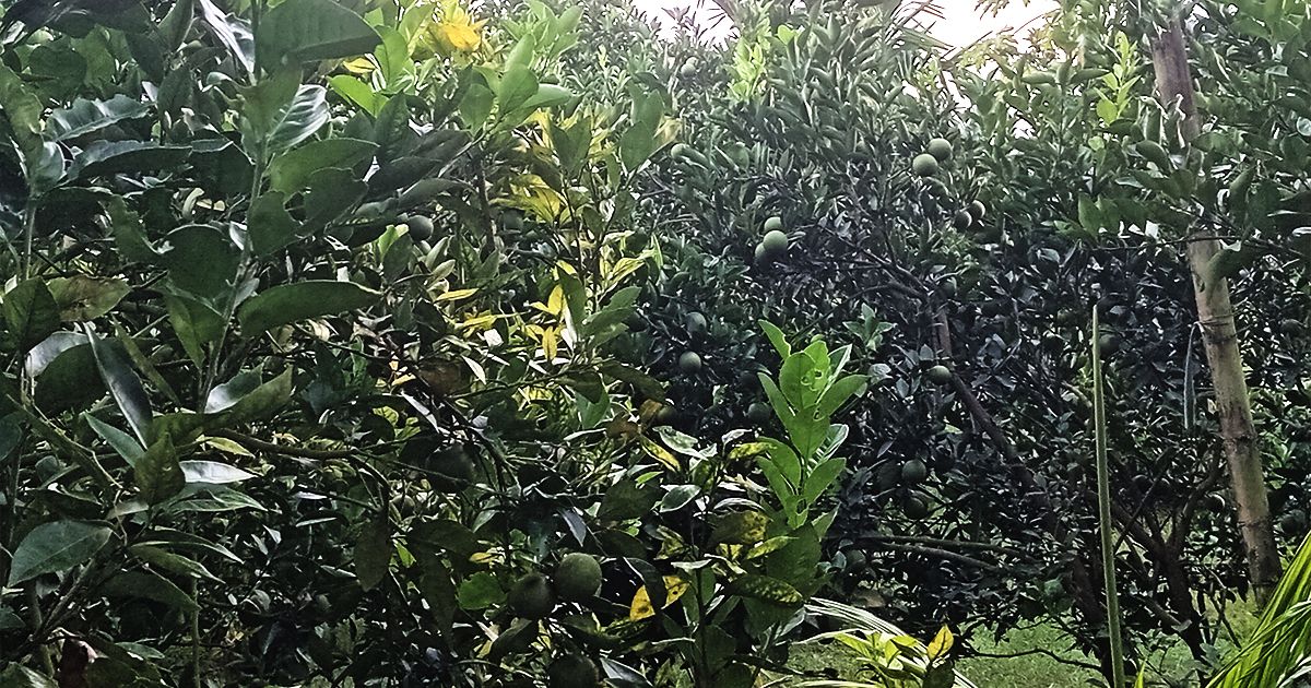 Panchagarh-farmers-are-risking-the-cultivation-of-Malta-commercially