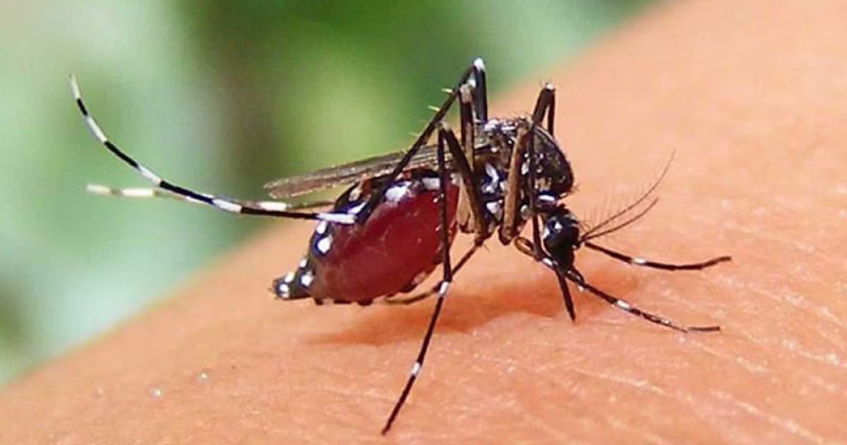 অক্টোবরে-ডেঙ্গুর-প্রকোপ-বাড়ার-আশঙ্কা
