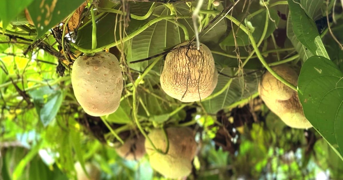 কিশোরগঞ্জে-গাছ-আলু-সবজি-বাণিজ্যিকভাবে-চাষ-হচ্ছে