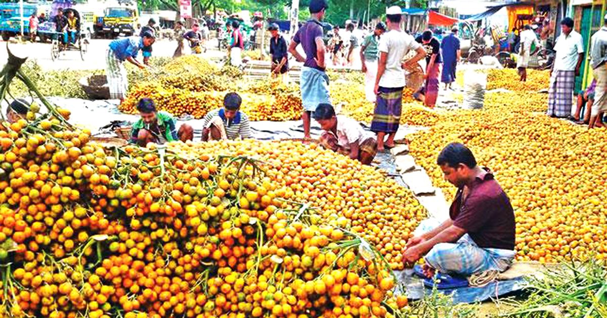 লক্ষ্মীপুরে-সুপারির-বাম্পার-ফলন-হাজার-কোটি-টাকা-আয়ের-সম্ভাবনা