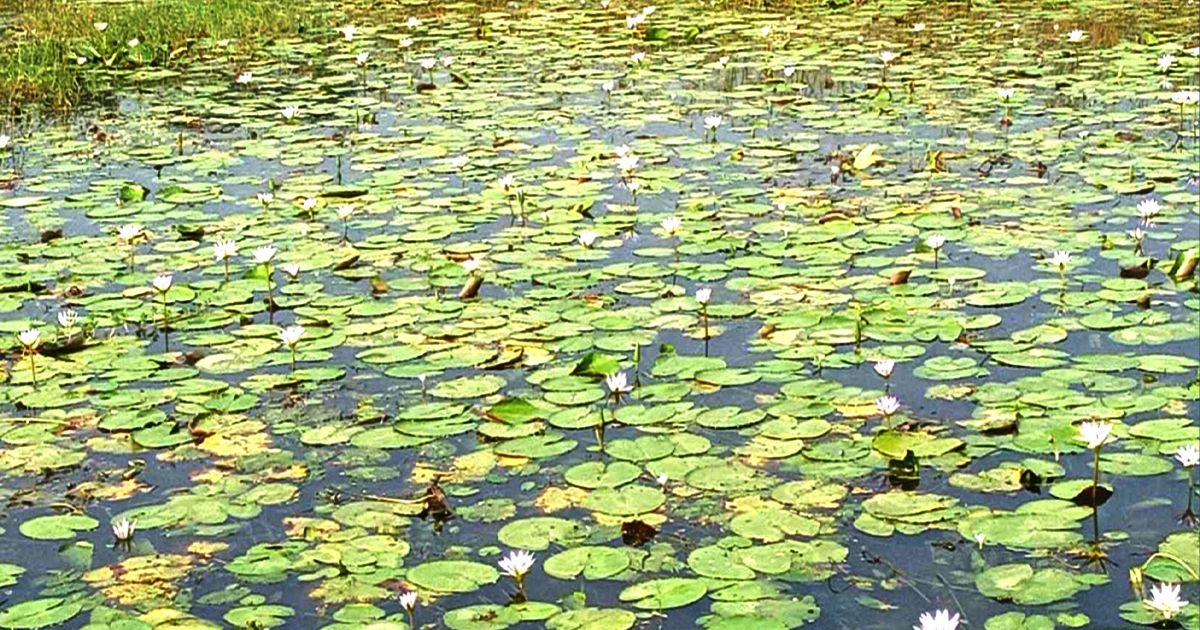 Shapala-flowers-are-not-seen-in-the-bill-of-Keshabpur