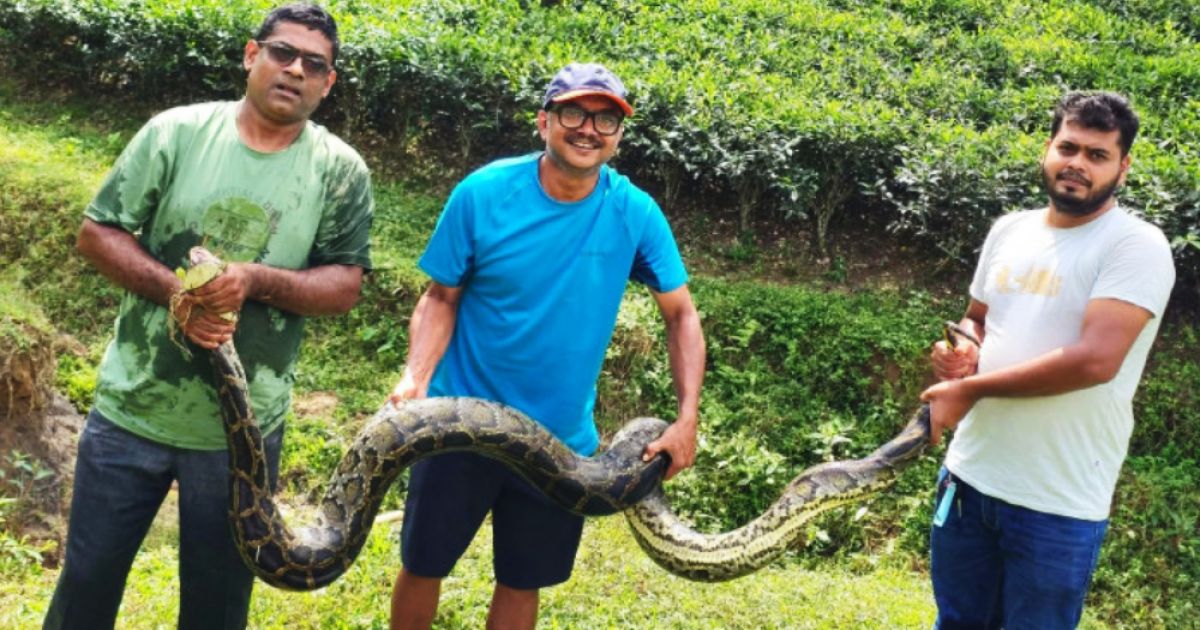 চা-বাগানের লেক থেকে অজগর উদ্ধার