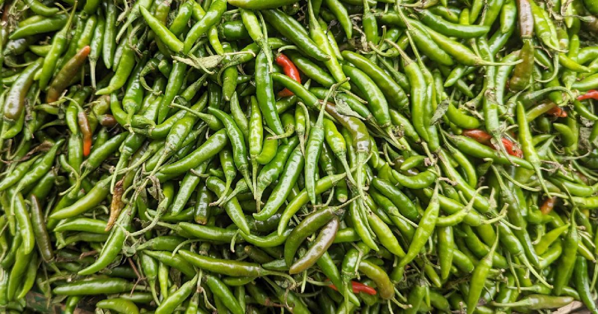 Pepper