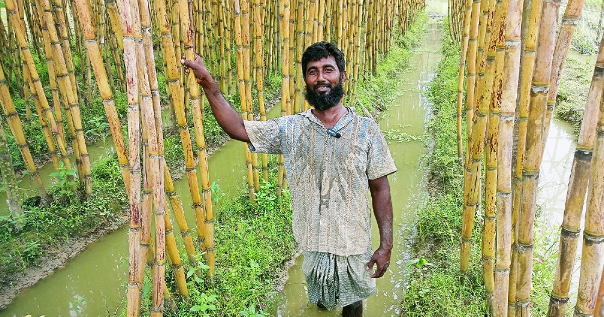 Rangbilas-varieties-of-sugarcane-bumper