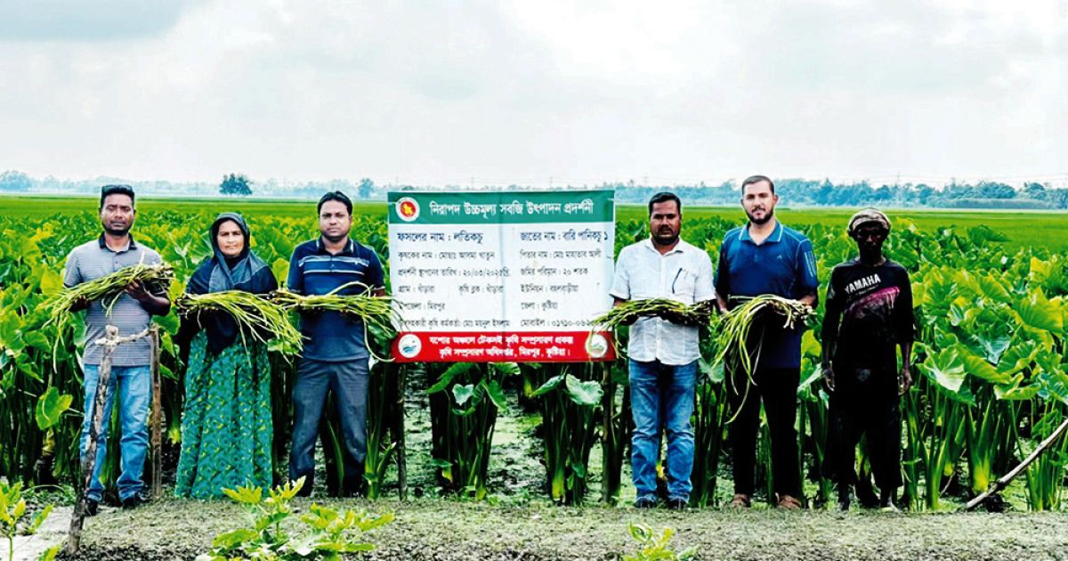 কুষ্টিয়ার মিরপুরে কচুর লতি চাষ করে স্বাবলম্বী অনেকে