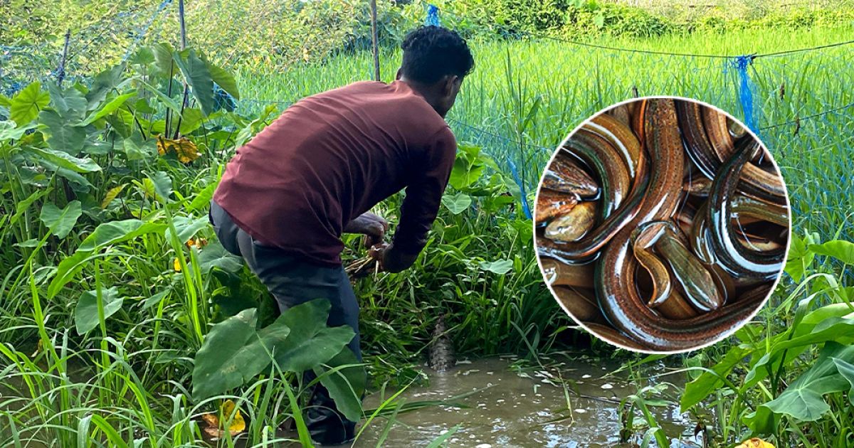 Kuchiya-fish-to-make-a-living-by-selling-the-Ruhunga-trap
