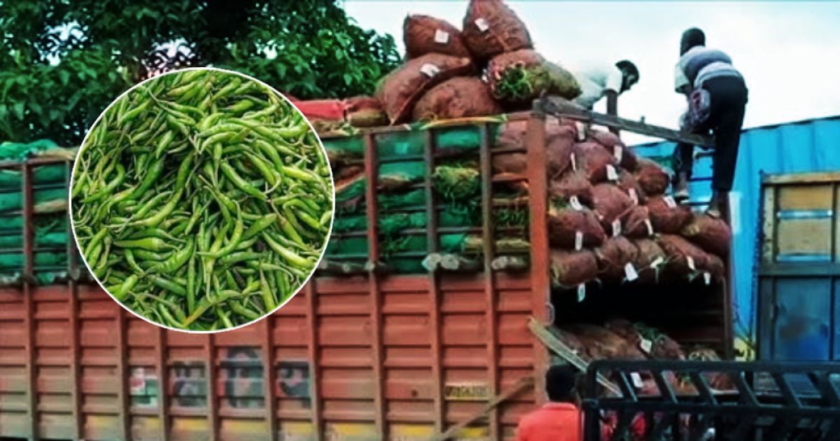 Revenue-of-Tk-1-crore-from-the-imported-raw-pepper-imported-with-healibandor