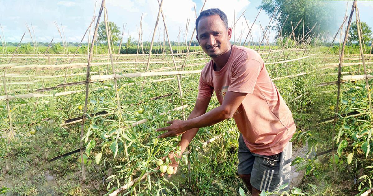 Farmer-Yakub-Ali-is-dreaming-of-profit-in-cultivating-poison--free-tomatoes