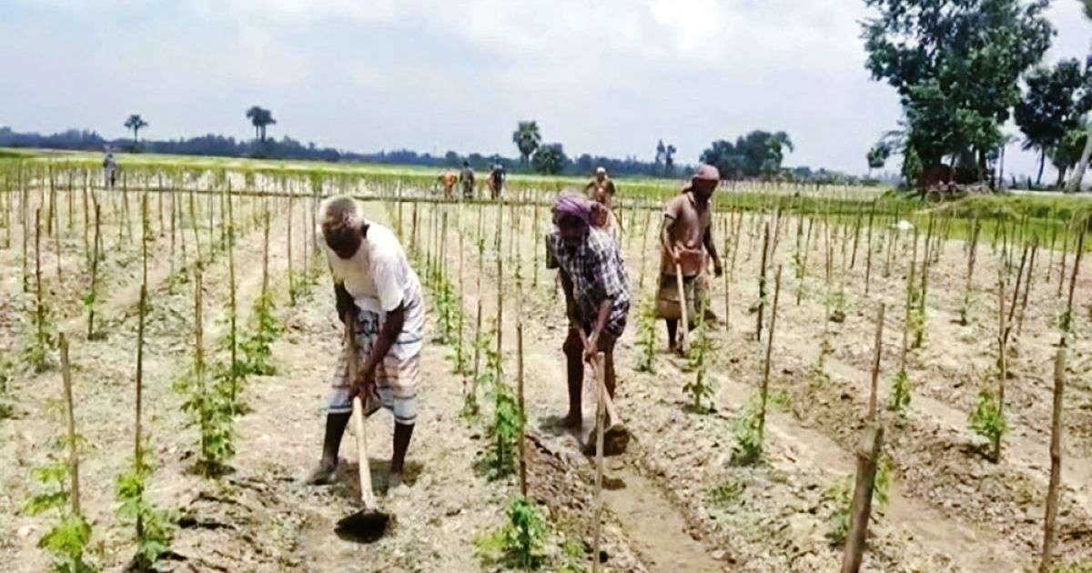 জয়পুরহাটে-দিন-দিন-জনপ্রিয়-হয়ে-উঠেছে-করলার-চাষ