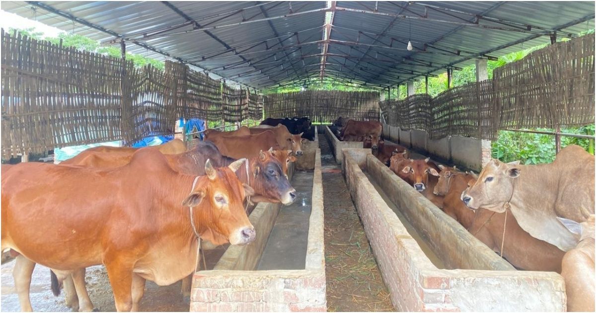 Ramgati-Kamlnagar-is-worried-about-1-lakh-3-thousand-cattle