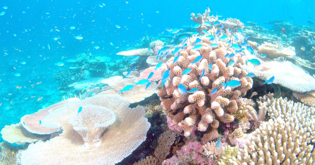 Most-coral-reefs-in-the-world-can-be-destroyed-due-to-warmth