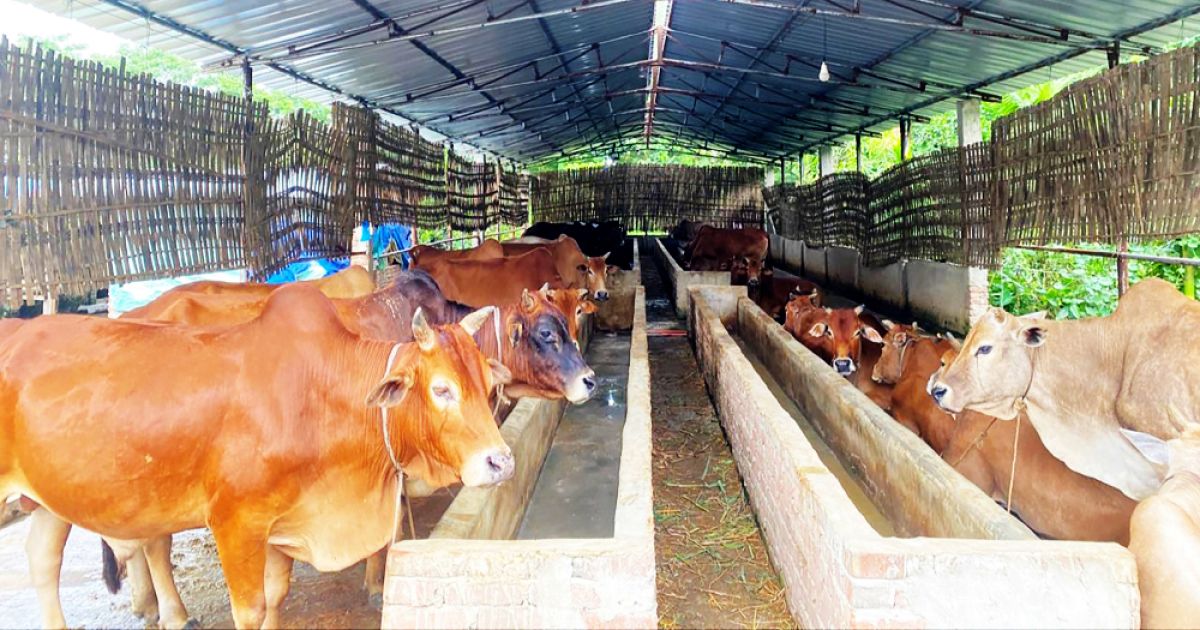 Ramgati-Kamlnagars-khamaris-are-in-a-panic-over-anthrax-disease