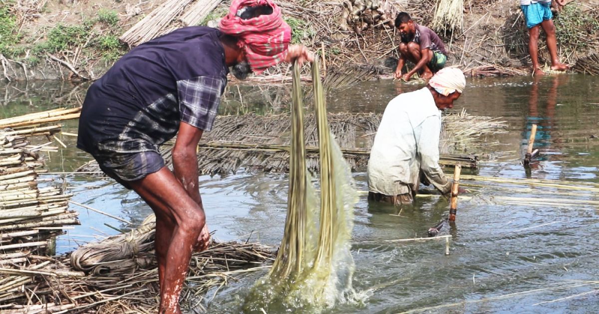 Farmers-are-disappointed-with-jute-prices-in-Gaibandha