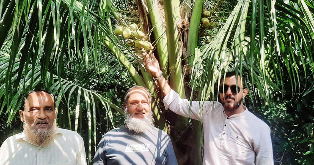 মিরপুরে-খাটো-জাতের-ভিয়েতনামি-নারকেল-চাষে-ভাগ্য-বদলের-স্বপ্ন