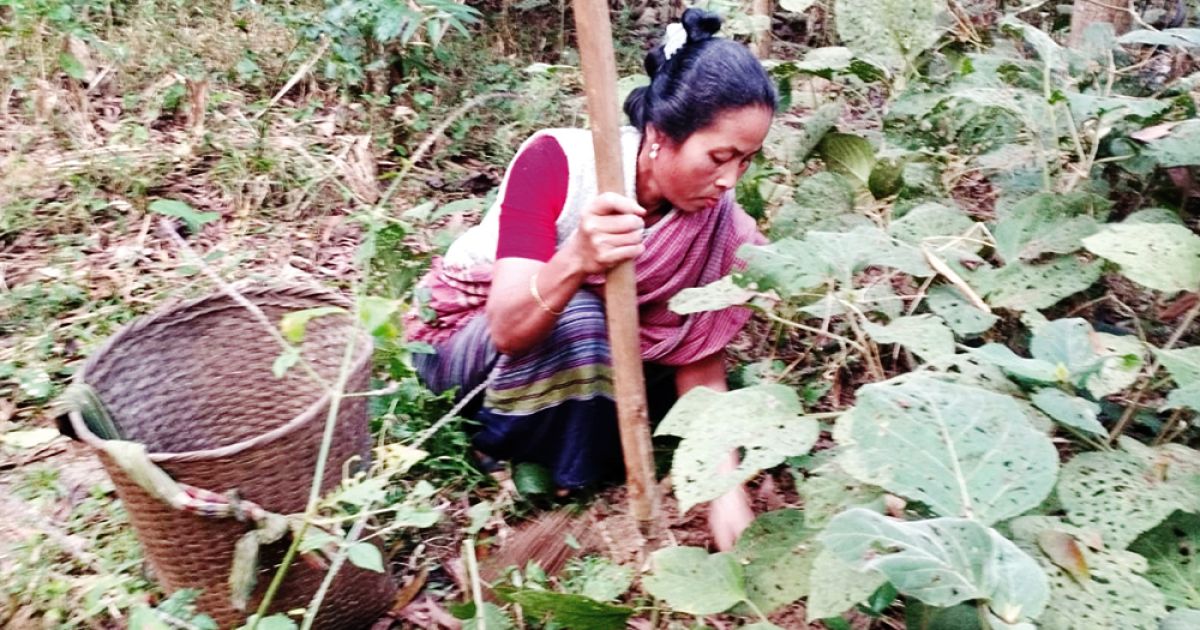 মধুপুর গড় থেকে হারিয়ে যাচ্ছে বিভিন্ন জাতের প্রাকৃতিক বন আলু