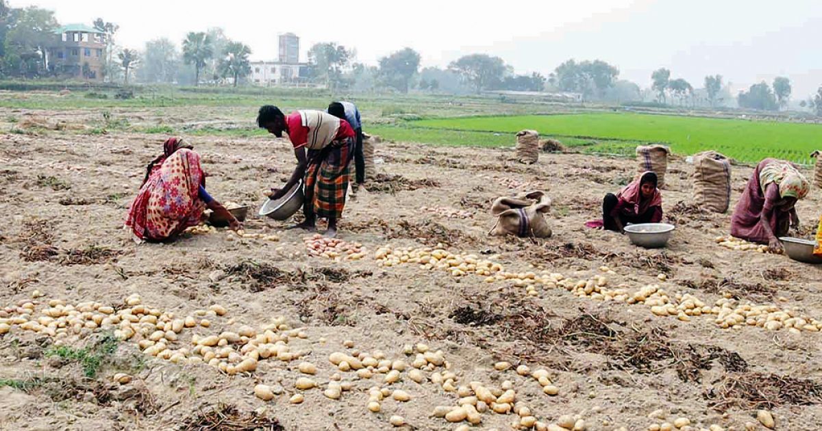 Farmers-businessmen-are-disappointed-not-getting-the-price-of-potato-in-Naogaon