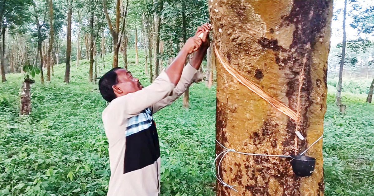 Rubber-collection-started-again-after-13-years-in-Boalkhali