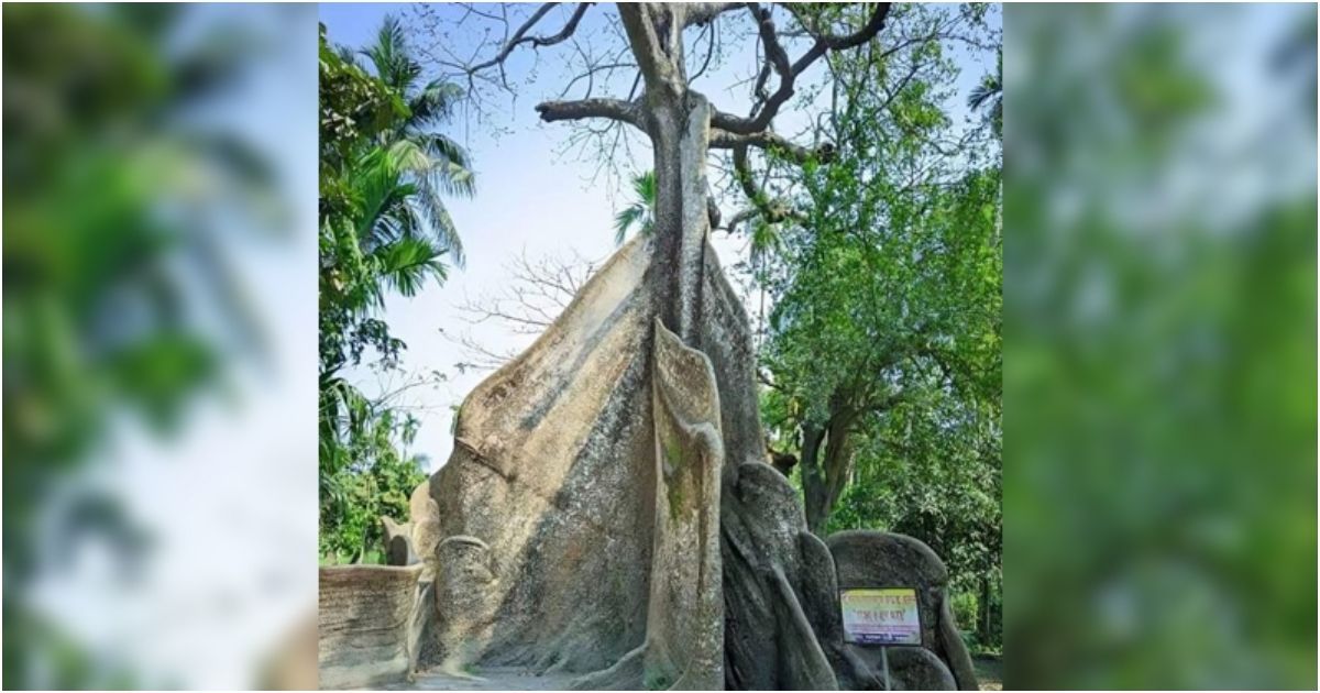 Shimul-tree-is-a-tradition-of-five-hundred-years-surrounded-by-legends