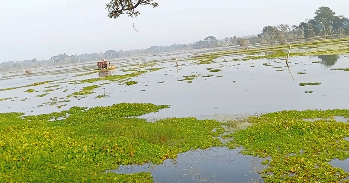 18000-bighas-of-land-is-uncultivable-due-to-waterlogging-in-Bhavadah