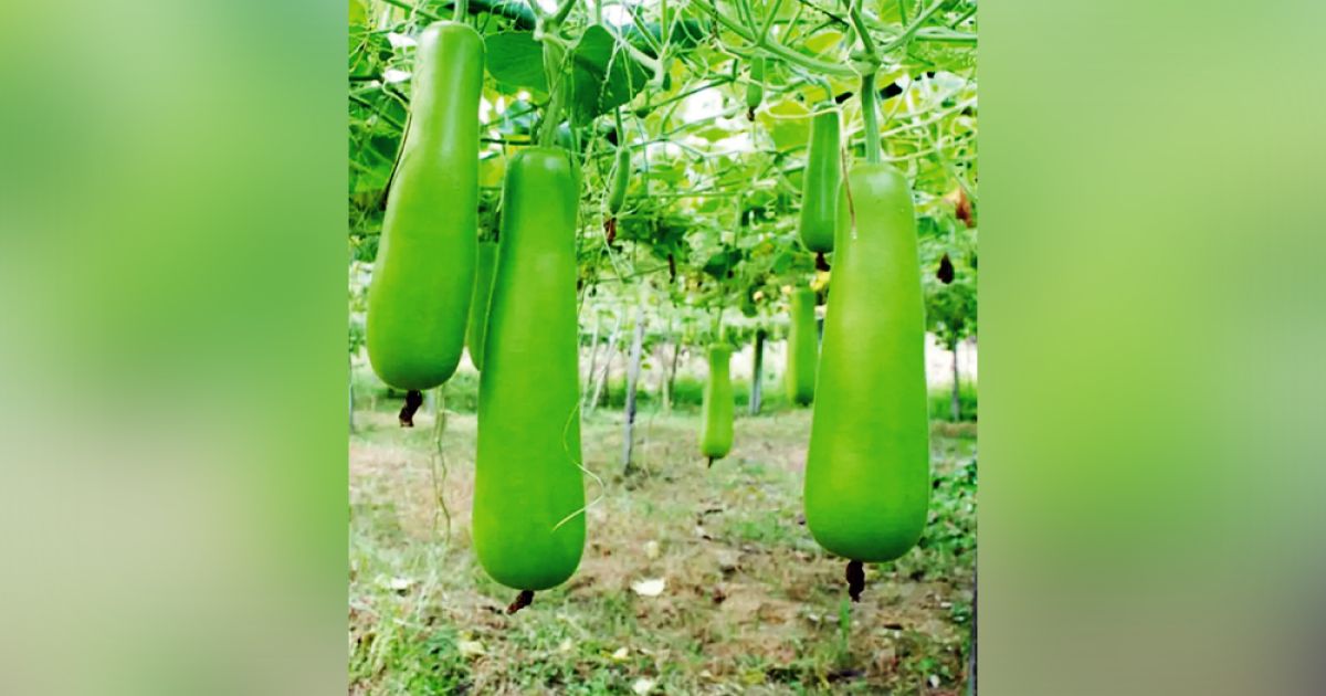 Farmers-benefit-from-Hazari-gourd-cultivation-in-Narsingdi