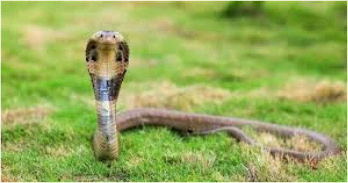 Meherpur-snake-bite-child-death