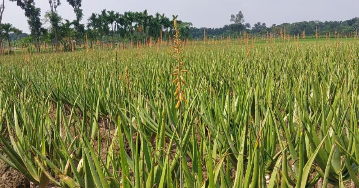 15-medicinal-villages-of-Natore-rich-in-150-species-of-herbs