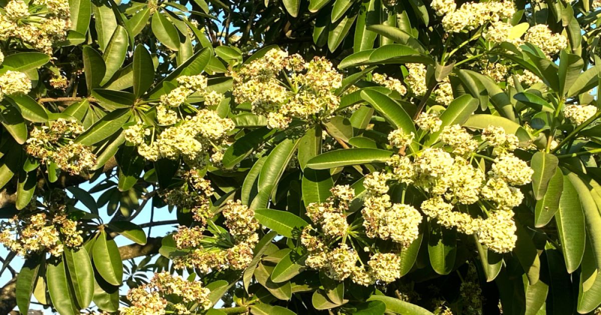 At-night-the-air-is-filled-with-the-scent-of-flowers